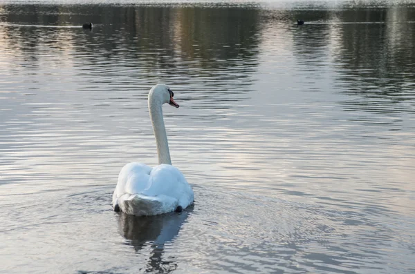 Cigno nello stagno — Foto Stock