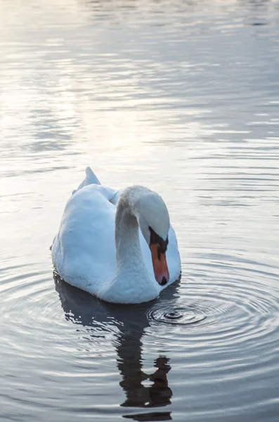 Лебедь в пруду — стоковое фото