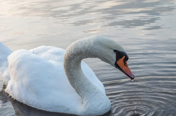 Cigno nello stagno — Foto Stock