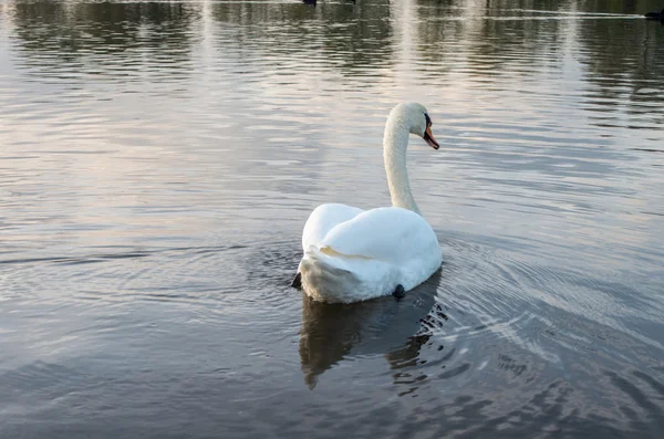 Labuť v jezírku — Stock fotografie