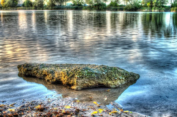 Swan in the pond — Stock Photo, Image