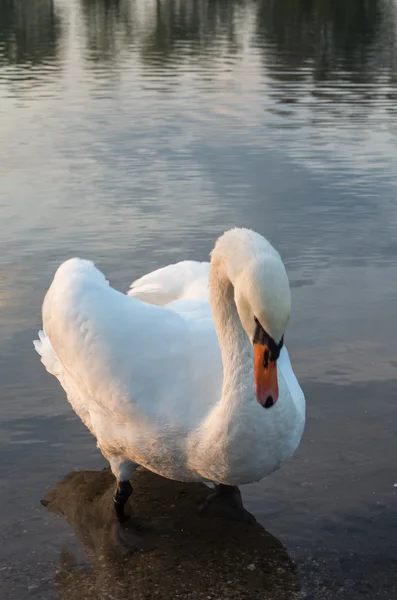 Cigno nello stagno — Foto Stock