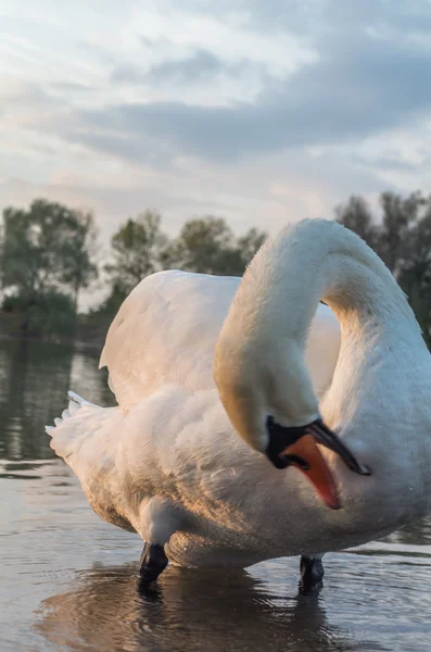 Labuť v jezírku — Stock fotografie