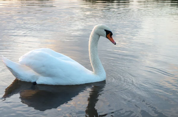 Cigno nello stagno — Foto Stock