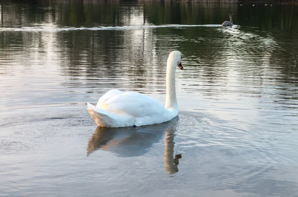 Cisne na lagoa — Fotografia de Stock