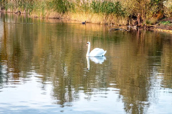 Cigno nello stagno — Foto Stock