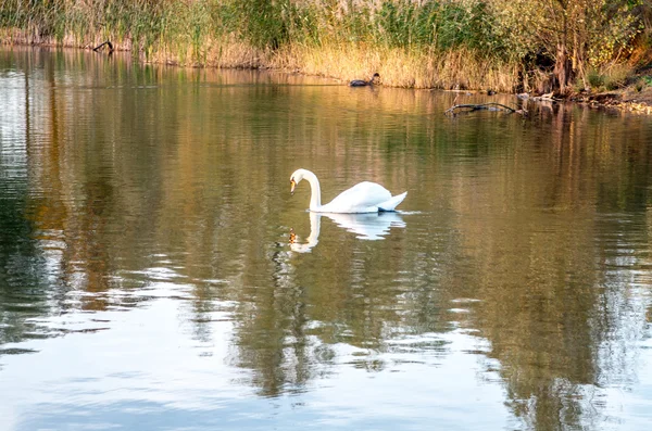 Cigno nello stagno — Foto Stock