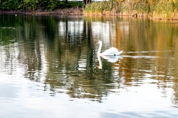 Swan in the pond — Stock Photo, Image