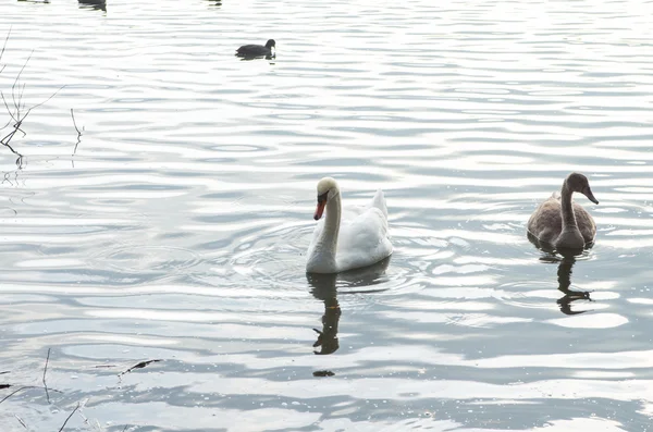 Cigno nello stagno — Foto Stock