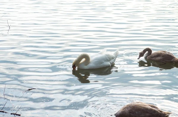 Cigno nello stagno — Foto Stock