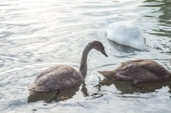 Labuť v jezírku — Stock fotografie