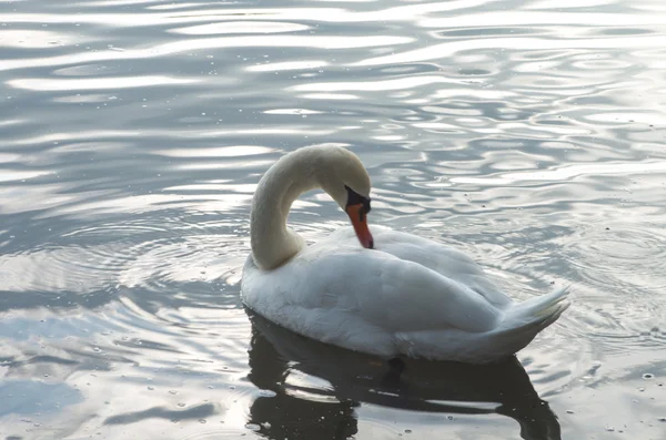 Cigno nello stagno — Foto Stock