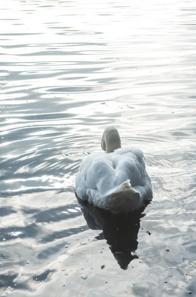 Cigno nello stagno — Foto Stock