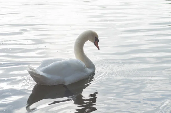 Cigno nello stagno — Foto Stock