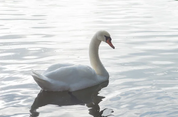 Cigno nello stagno — Foto Stock