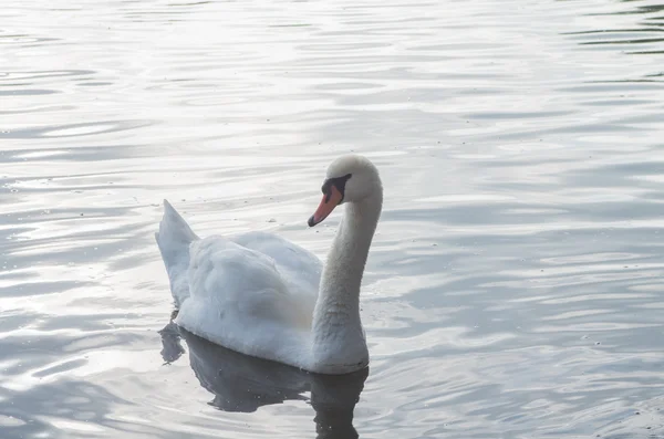 Labuť v jezírku — Stock fotografie