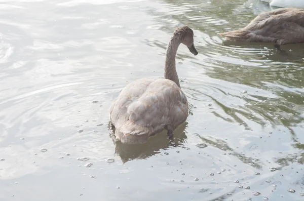 Cigno nello stagno — Foto Stock