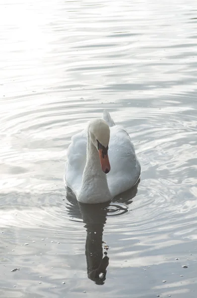 Cisne na lagoa — Fotografia de Stock