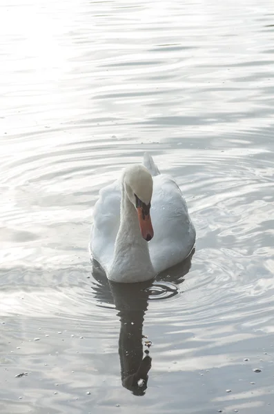 Schwan im Teich — Stockfoto