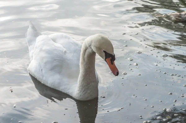 Cigno nello stagno — Foto Stock