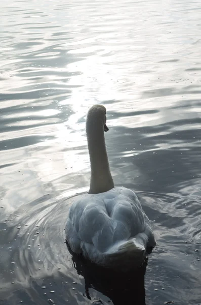 Cygne dans l'étang — Photo