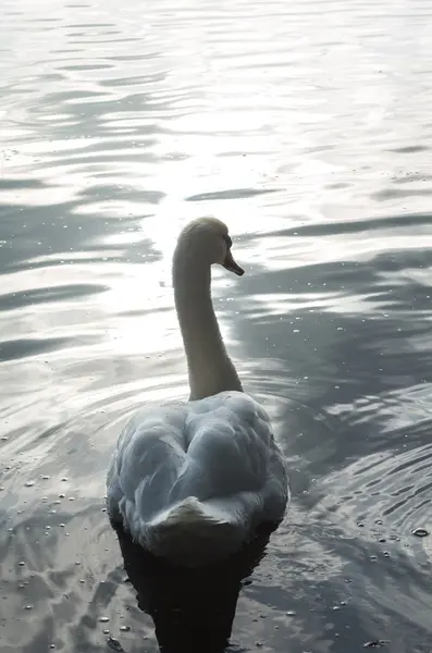 Labuť v jezírku — Stock fotografie