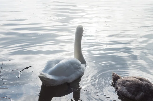 池塘里的天鹅 — 图库照片