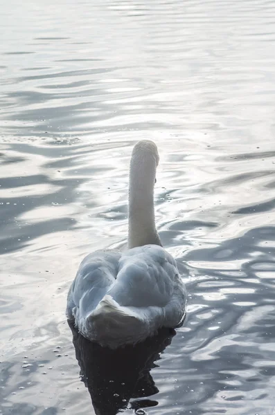 Cisne en el estanque —  Fotos de Stock