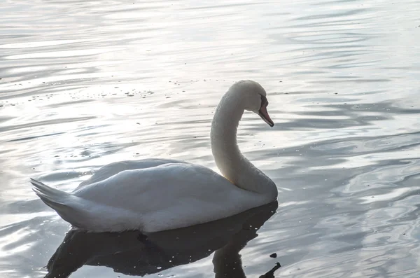 Cigno nello stagno — Foto Stock