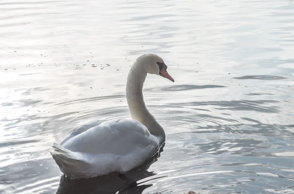 Cigno nello stagno — Foto Stock