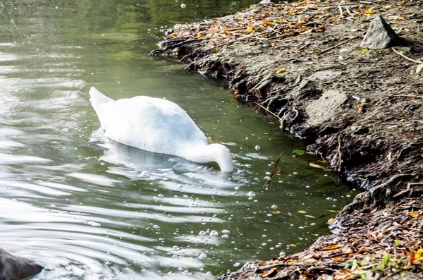 Swan in the pond — Stock Photo, Image