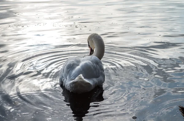 Swan in the pond — Stock Photo, Image