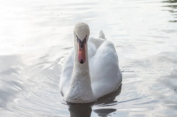 Labuť v jezírku — Stock fotografie