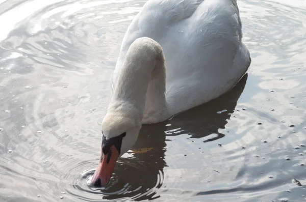 Cigno nello stagno — Foto Stock