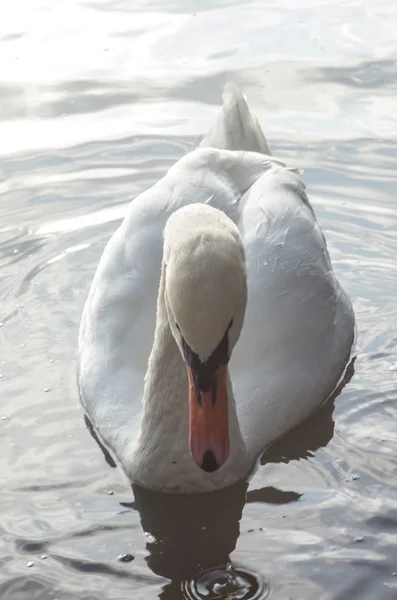 Cigno nello stagno — Foto Stock