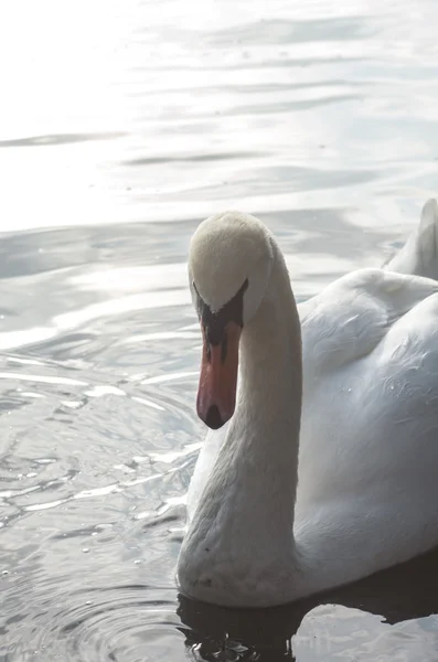 Cigno nello stagno — Foto Stock