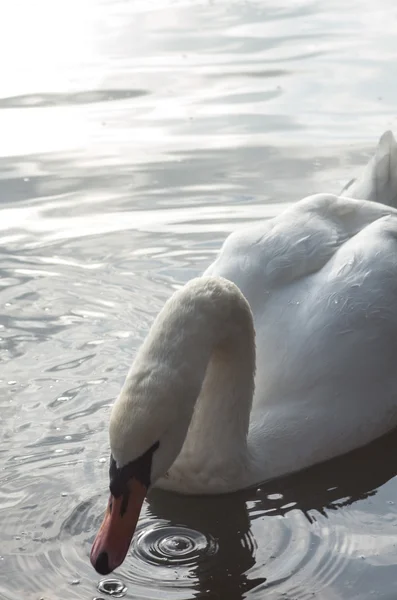 Cisne na lagoa — Fotografia de Stock