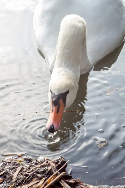 Cigno nello stagno — Foto Stock