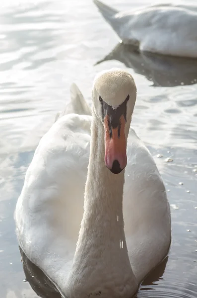 Cigno nello stagno — Foto Stock