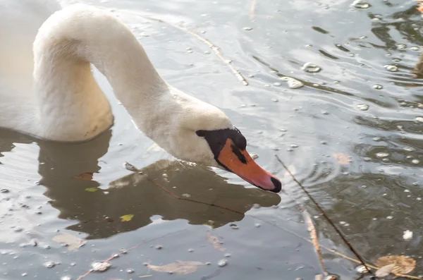 Labuť v jezírku — Stock fotografie