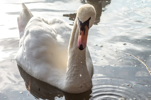 Cisne na lagoa — Fotografia de Stock