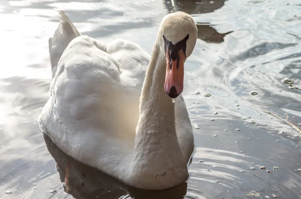 Labuť v jezírku — Stock fotografie