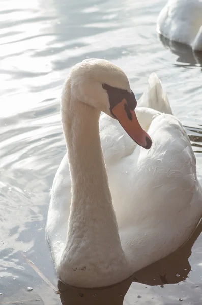 Cigno nello stagno — Foto Stock