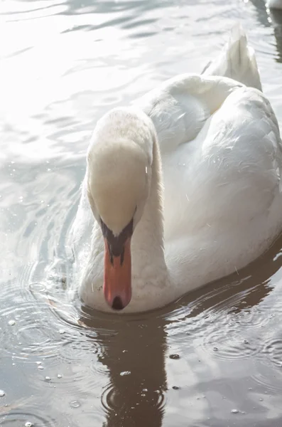 Cigno nello stagno — Foto Stock