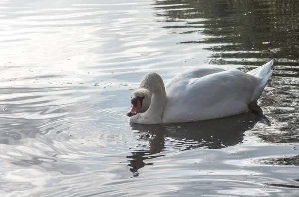 Cisne na lagoa — Fotografia de Stock