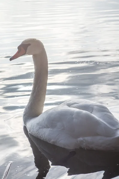 Cigno nello stagno — Foto Stock