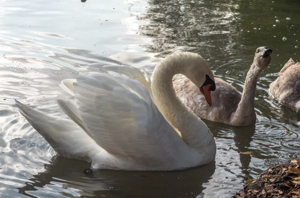 Cisne na lagoa — Fotografia de Stock