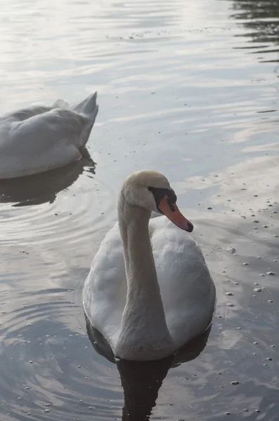 Лебедь в пруду — стоковое фото