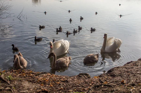 Swan in the pond — Stock Photo, Image