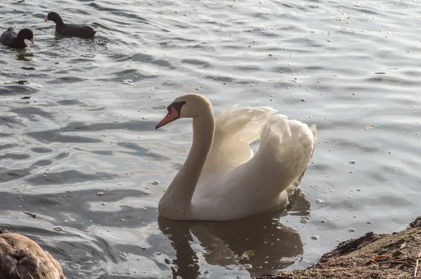 Cigno nello stagno — Foto Stock